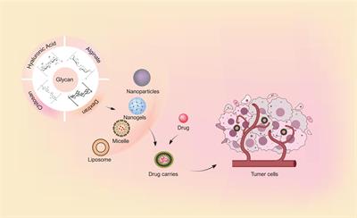 Glycan-based scaffolds and nanoparticles as drug delivery system in cancer therapy